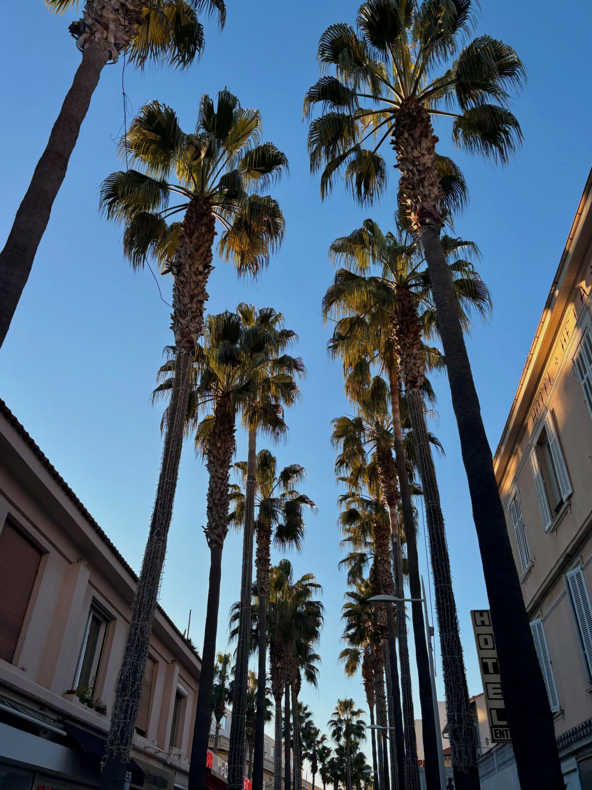 Rue ensoleillée avec des palmiers, découverte pendant une balade.
